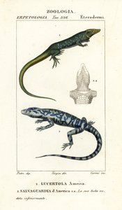 Jungelløper, Ameiva ameiva,, Lucertola ameiva 1 og golden tegu, Tupinambis teguixin, Safeguard of America