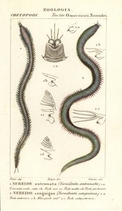 Leodice antennata, Nereidonta antennata 1 og Eunice sanguinea, Nereidonta sanguinea 2