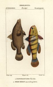 Nilabbor, Lates niloticus og sovende fisk eller gudgeon, Ophiocara macrolepidota