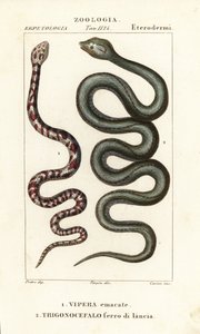 Ringhalset spyttekobra, Hemachatus haemachatus 1, og Martinique lansehode, Bothrops lanceolatus 2