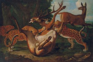 Leoparder som angriper hjort i et landskap