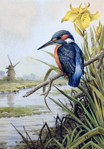 Kingfisher med flaggiris og vindmølle av Carl Donner