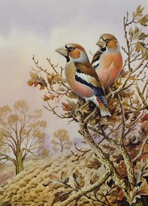 Et par bokfinker av Carl Donner