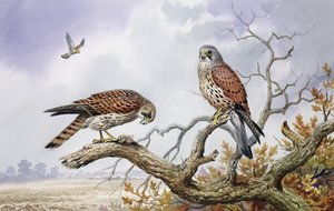 Par tårnfalk (wc) av Carl Donner