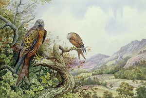 Et par røde drager i et eiketre, (wc) av Carl Donner