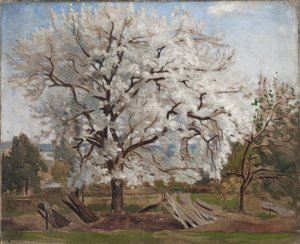 Epletre i blomst, 1877