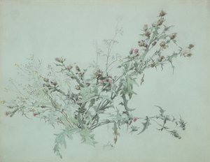 Studie av en blomstrende tistel, 1846. av Carl Georg Anton Graeb