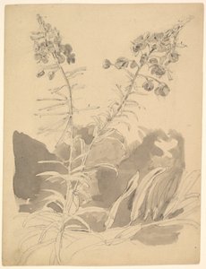  av Carl Gustav Carus