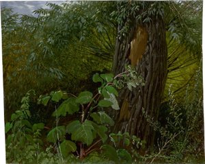  av Carl Gustav Carus