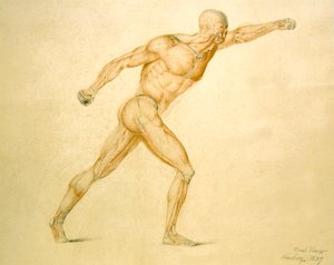 Anatomisk muskulatur til en mann i full strekk av Carl Haag