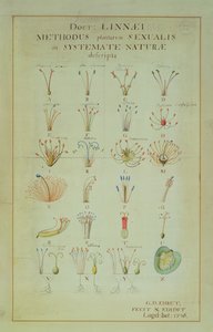 Illustrasjon av det linneanske planteseksuelle systemet (farget gravering) av Carl Linnaeus