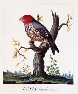 Loxia erythrocephala (Amadina erythrocephala), rødhodefink, akvarell av Carl Linnaeus