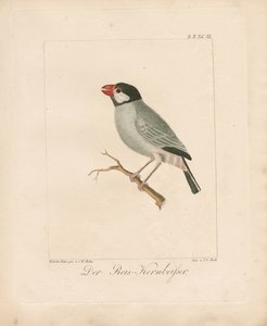  av Carl Wilhelm Hahn