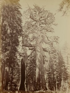  av Carleton E. Watkins