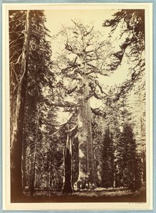 The Grizzly Giant, Mariposa Grove, Yosemite av Carleton E. Watkins