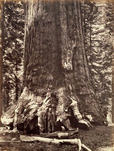 Basen av Grizzly Giant, Giant Sequoia-treet, Yosemite, California, 1868