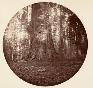 Empire State. C. Grove, ca. 1878. av Carleton Emmons Watkins