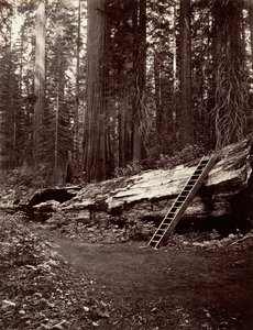 Skogens far, 1865-66, trykt ca. 1876.