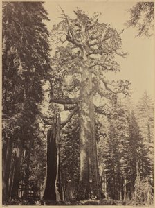 Grizzlykjempe, Mariposa Grove, 1861 (bilde)