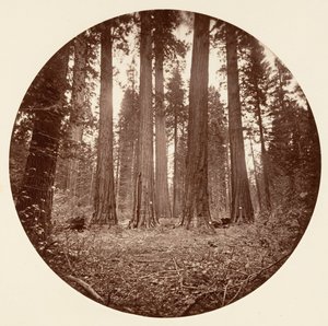 James King of William. Keyston State etc. Calaveras Grove, ca. 1878. av Carleton Emmons Watkins