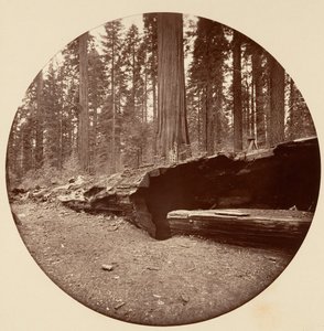 Mammoth Three Grove Hotel Calaveras Co Cal., ca. 1878. av Carleton Emmons Watkins