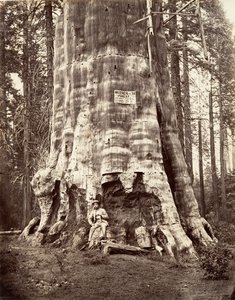 Skogens mor, 1865-66, trykt ca. 1876. av Carleton Emmons Watkins