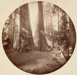 Old Dominion og onkel Toms taverna. Calaveras Grove, ca. 1878.