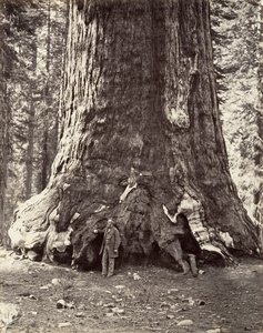 Seksjon av Grizzly Giant, 101 fot omkrets, 1865-66, trykt ca. 1876. av Carleton Emmons Watkins