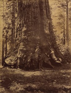 Seksjon av Grizzly Giant med Galen Clark, Mariposa Grove, Yosemite, 1865-66.