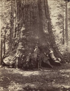 Seksjon av Grizzly Giant med Galen Clark, Mariposa Grove, Yosemite, 1865-66, trykt ca. 1876.