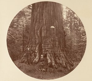 Empire State - C. Grove, ca. 1878. av Carleton Emmons Watkins