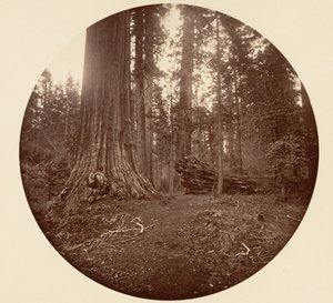 Skogens far - C. Grove, ca. 1878. av Carleton Emmons Watkins