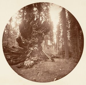 Skogens far - Hestens bakside. Calaveras Grove, ca. 1878.