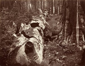 The Father of the Forest, 112 fot omkrets, Calaveras Grove, 1865-66, trykt ca. 1876. av Carleton Emmons Watkins