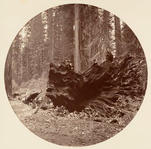 Skogens far 450 fot C. Grove, ca. 1878.