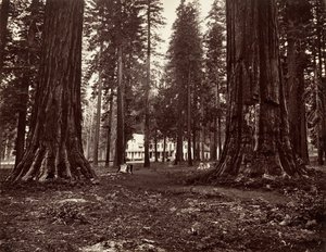 Hotellet fra Mammoth Grove, ca. 1872, trykt ca. 1876. av Carleton Emmons Watkins