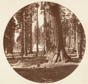 Mammoth Grove Hotel fra Grove - Calaveras, ca. 1878. av Carleton Emmons Watkins