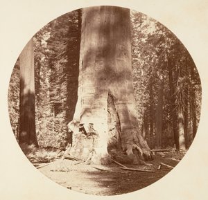 Skogens mor - Calaveras Grove, ca. 1878. av Carleton Emmons Watkins