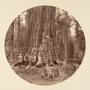 The Pride of the Forest - Calaveras Grove, ca. 1878. av Carleton Emmons Watkins