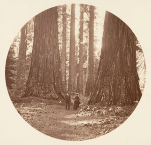 The Three Graces Seen Through the Bryant and Seward Calaveras Grove, ca. 1878. av Carleton Emmons Watkins