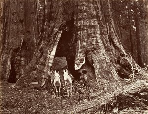 Stativet, 94 fots omkrets, 1865-66, trykt ca. 1876. av Carleton Emmons Watkins