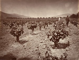 Vineyard of Camulos Ranch, 1876, trykt ca. 1876. av Carleton Emmons Watkins