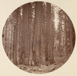 [Yosemite nasjonalpark, California], ca. 1878. av Carleton Emmons Watkins