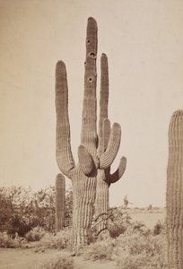  av Carleton Watkins