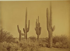  av Carleton Watkins
