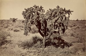  av Carleton Watkins