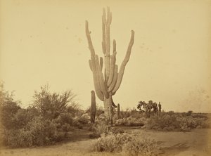  av Carleton Watkins