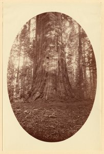  av Carleton Watkins