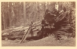  av Carleton Watkins