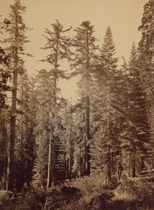  av Carleton Watkins